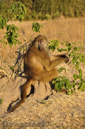 Devostock Monkey  (488)
