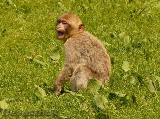 Devostock Monkey  (495)