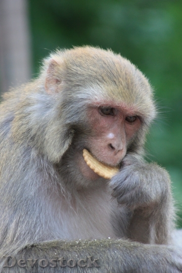 Devostock Monkey  (60)