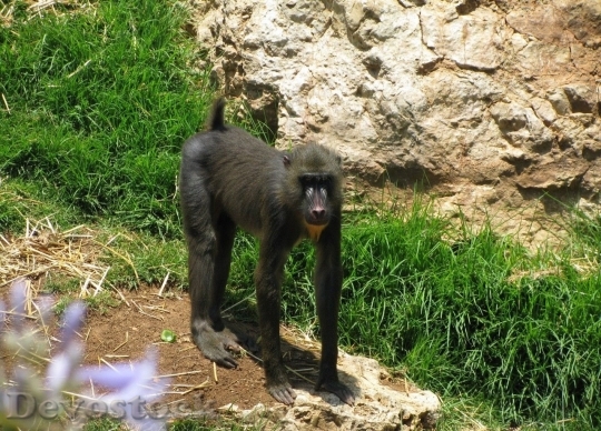 Devostock Monkey  (68)