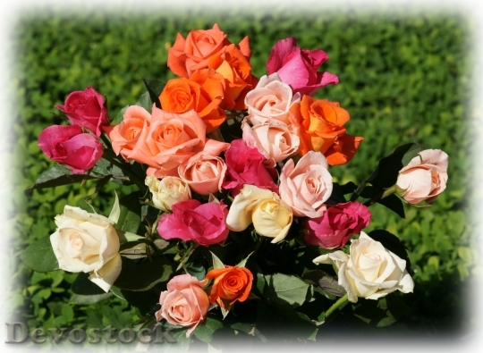 Devostock most-beautiful-rose-bouquet-dsc07632-g