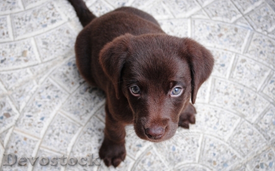 Devostock Obedient cute dog  (1)