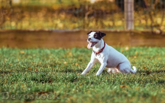 Devostock Obedient cute dog  (7)