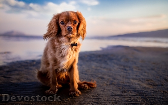 Devostock Obedient cute dog  (9)