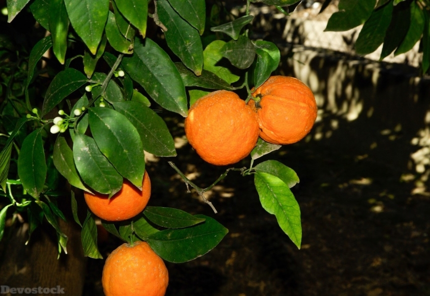 Devostock Orange fruit  (1)