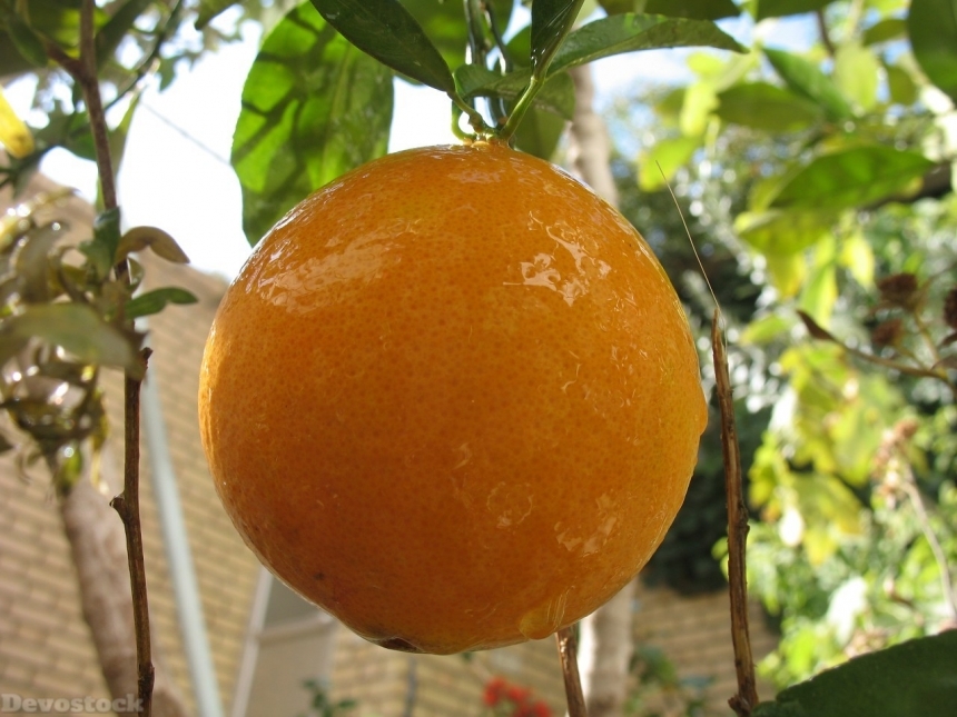 Devostock Orange fruit  (125)
