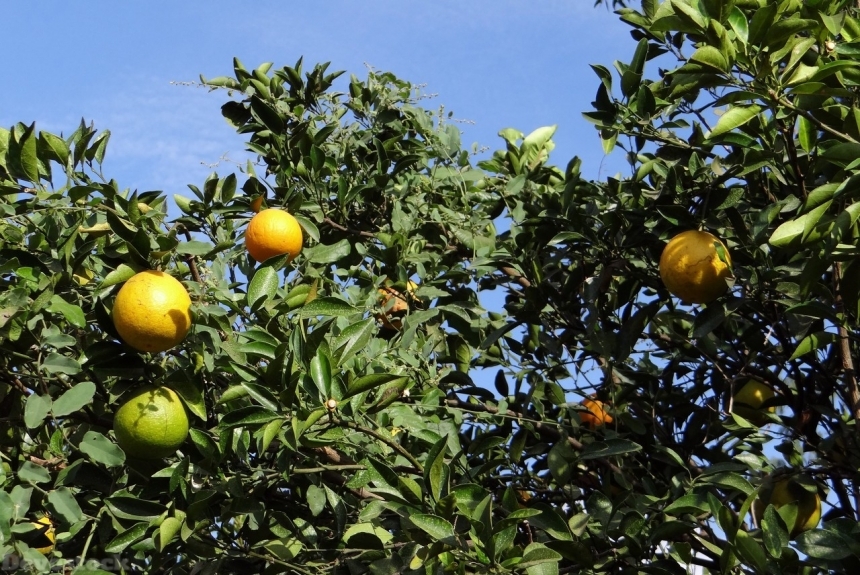 Devostock Orange fruit  (13)