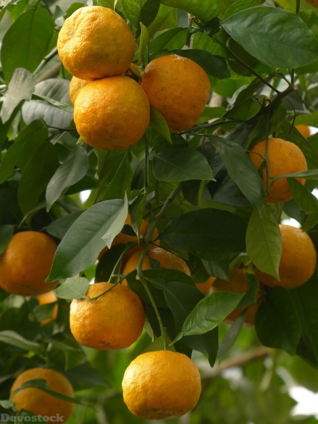 Devostock Orange fruit  (134)