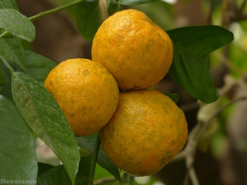 Devostock Orange fruit  (167)