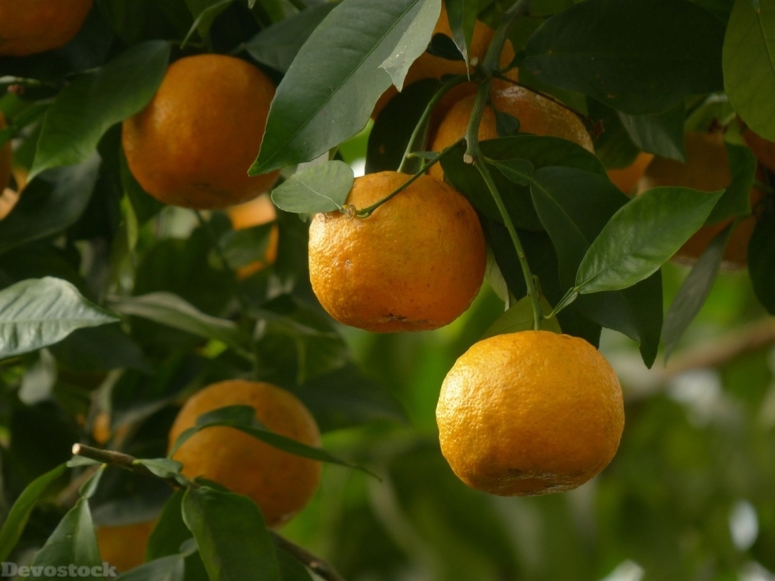Devostock Orange fruit  (168)