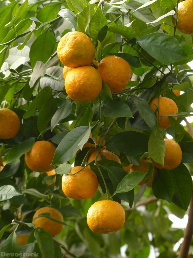 Devostock Orange fruit  (169)