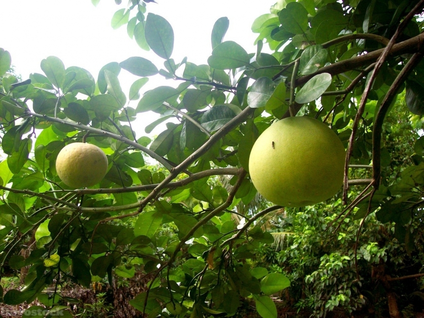 Devostock Orange fruit  (175)