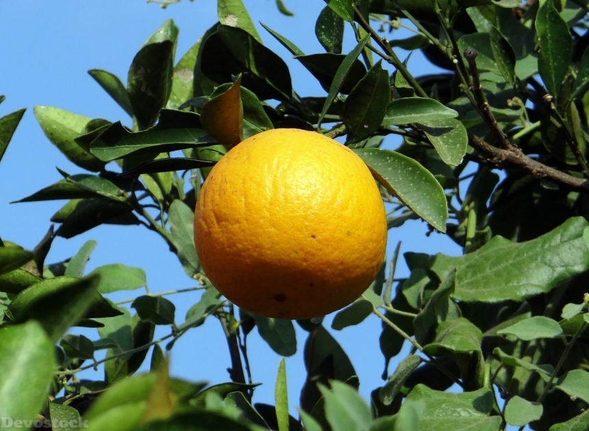 Devostock Orange fruit  (18)