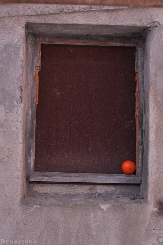 Devostock Orange fruit  (214)