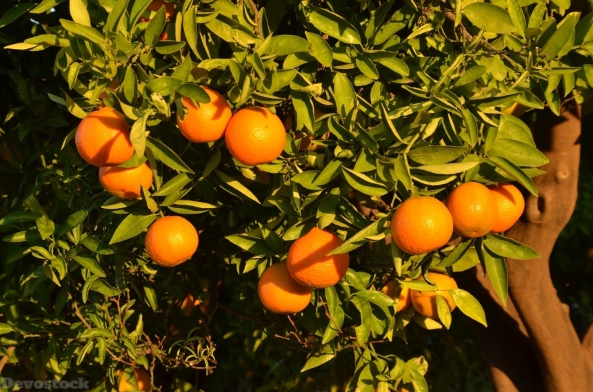 Devostock Orange fruit  (238)