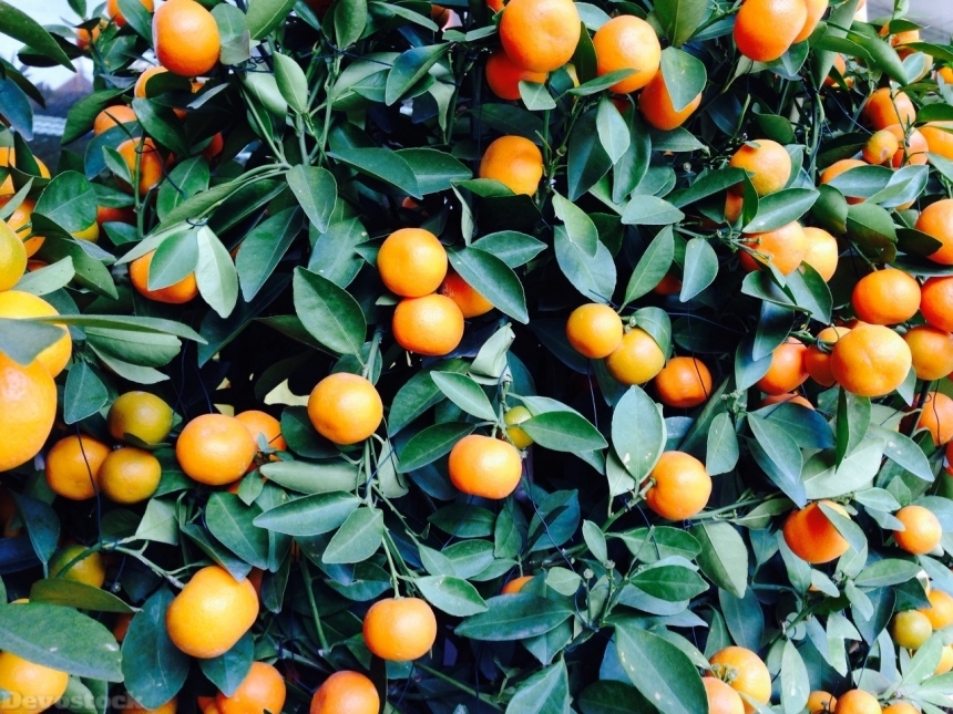 Devostock Orange fruit  (246)