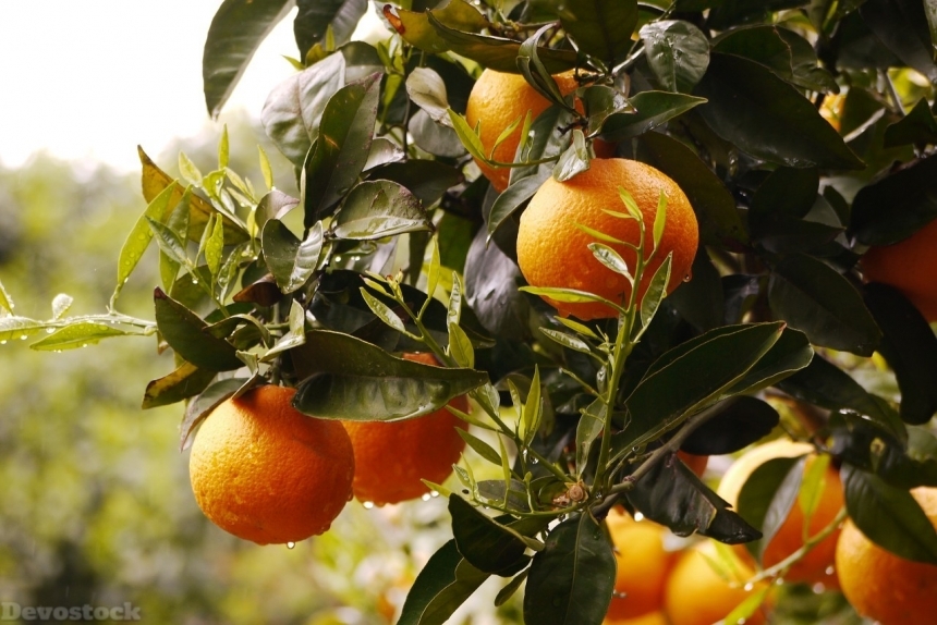 Devostock Orange fruit  (258)