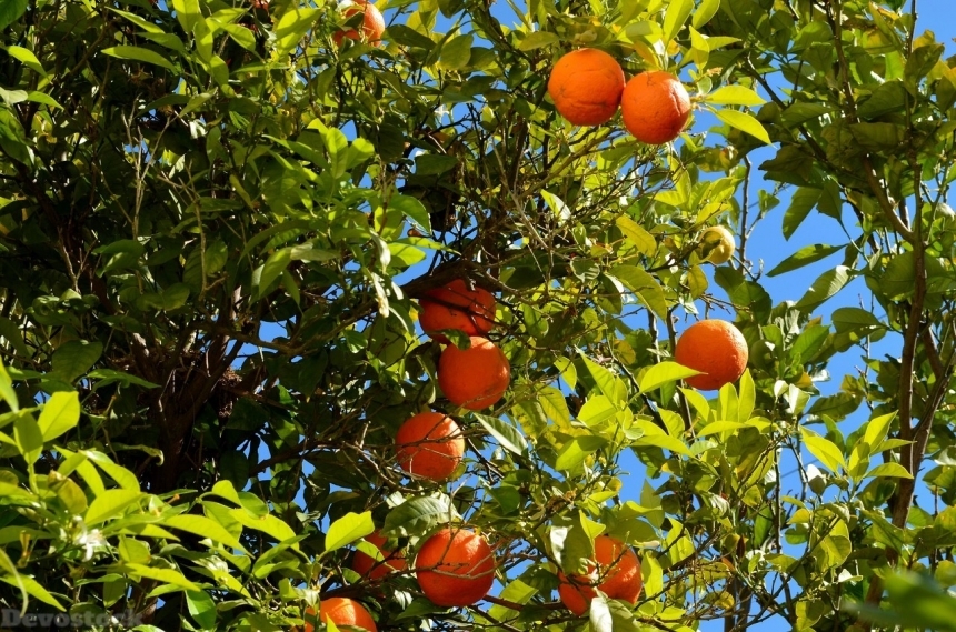 Devostock Orange fruit  (275)