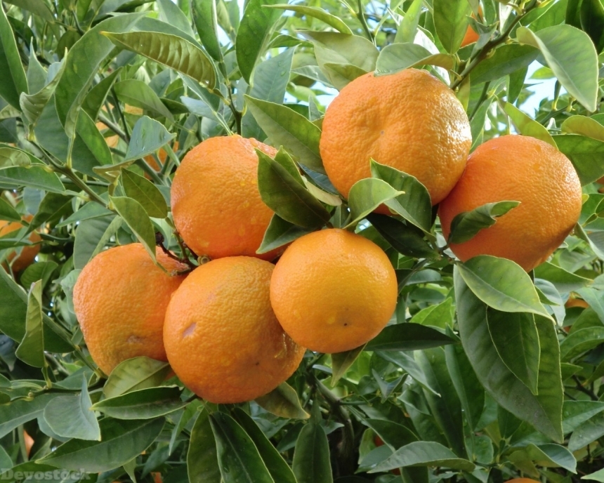 Devostock Orange fruit  (283)