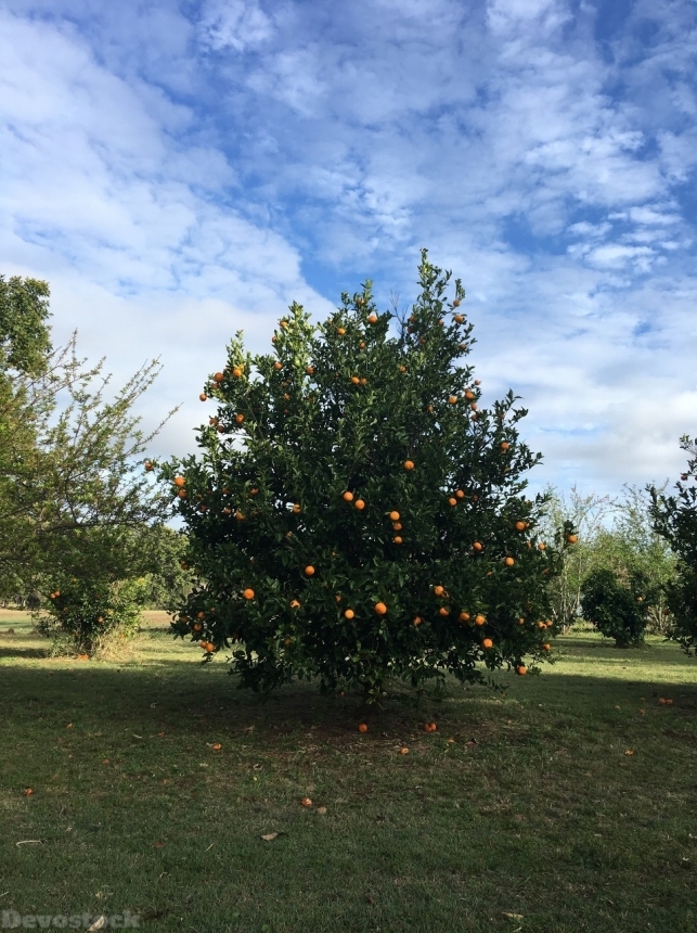 Devostock Orange fruit  (288)