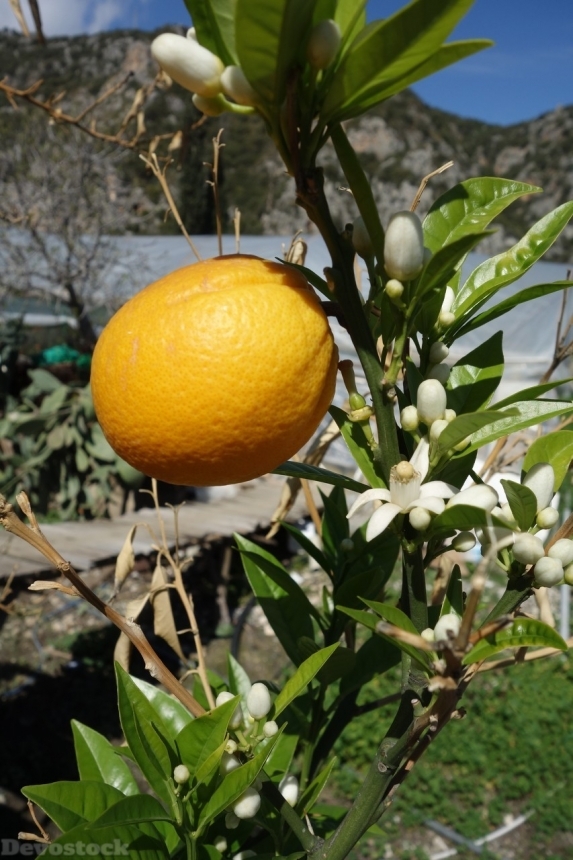 Devostock Orange fruit  (303)