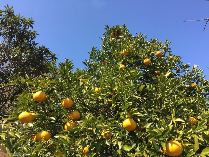 Devostock Orange fruit  (315)