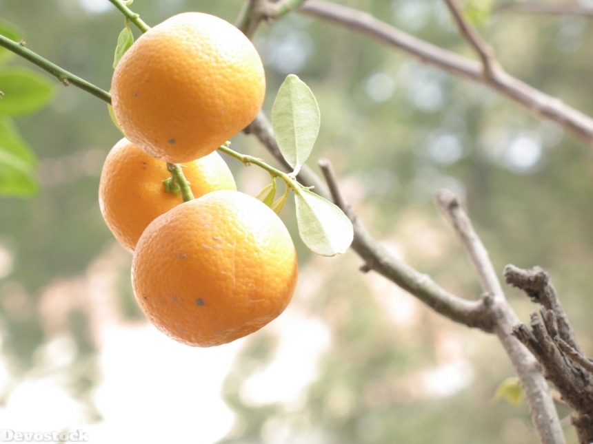 Devostock Orange fruit  (34)