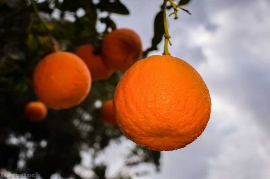 Devostock Orange fruit  (352)