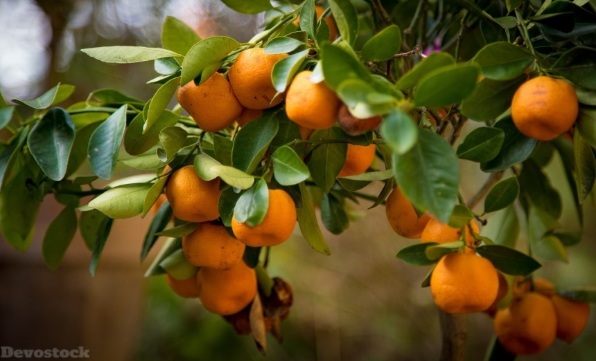 Devostock Orange fruit  (359)