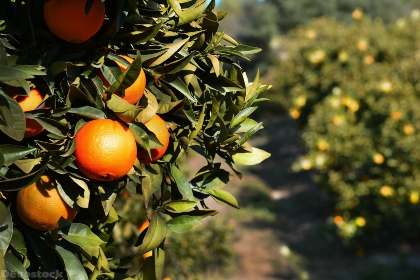 Devostock Orange fruit  (36)
