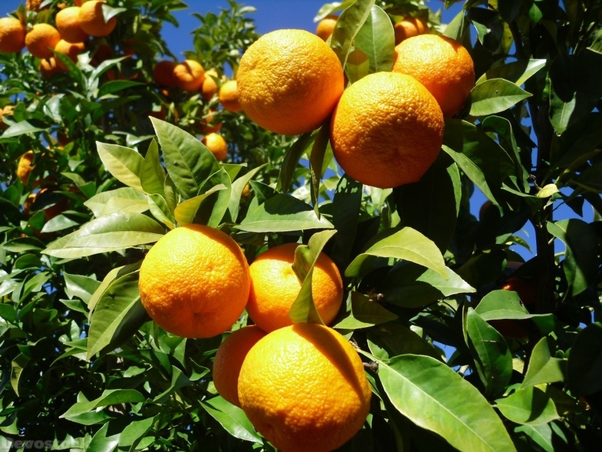 Devostock Orange fruit  (390)