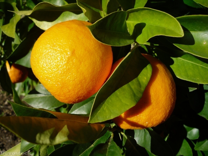 Devostock Orange fruit  (391)