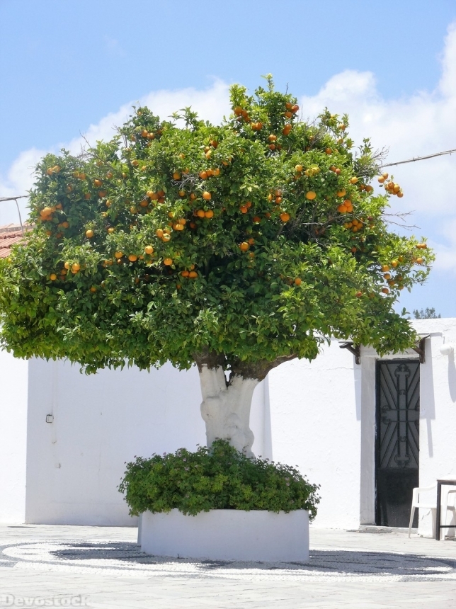 Devostock Orange fruit  (397)