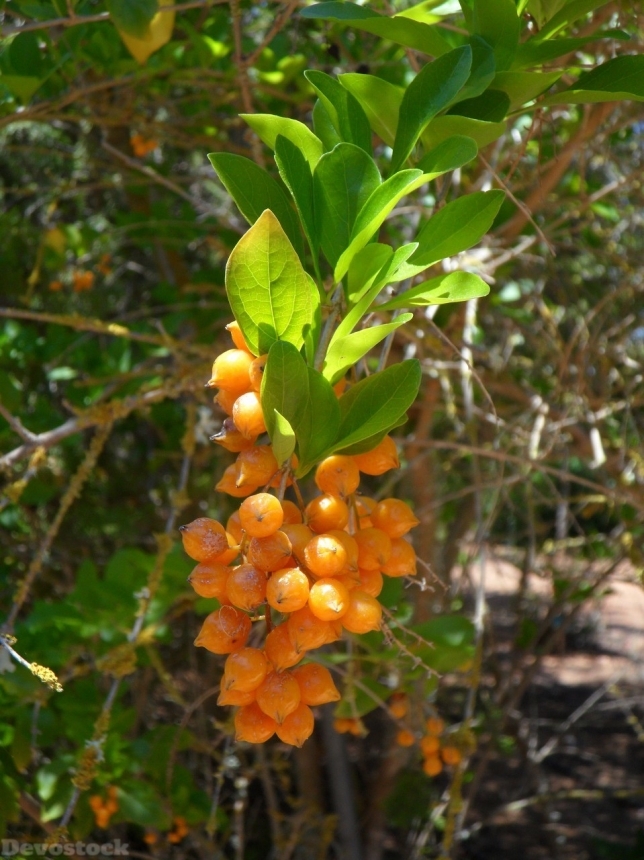 Devostock Orange fruit  (4)