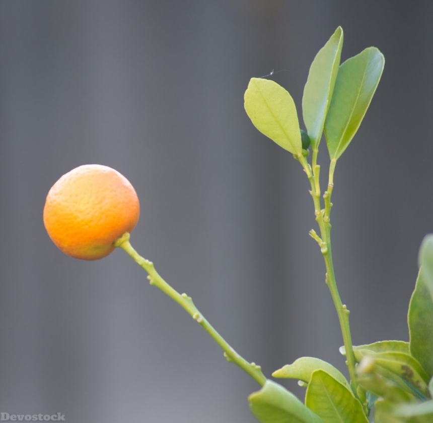 Devostock Orange fruit  (406)
