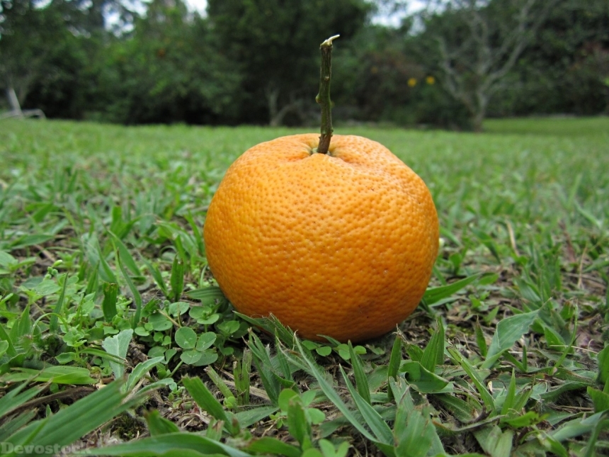 Devostock Orange fruit  (408)