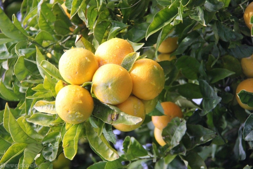 Devostock Orange fruit  (426)