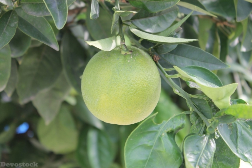 Devostock Orange fruit  (430)