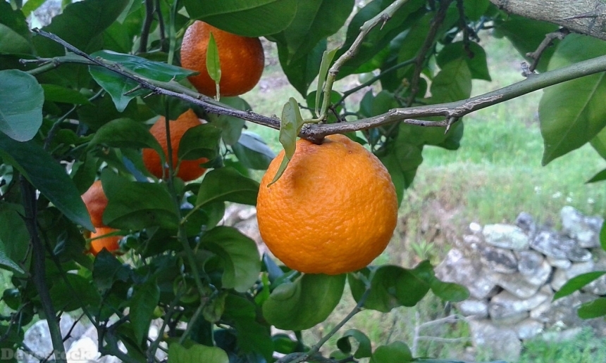 Devostock Orange fruit  (432)
