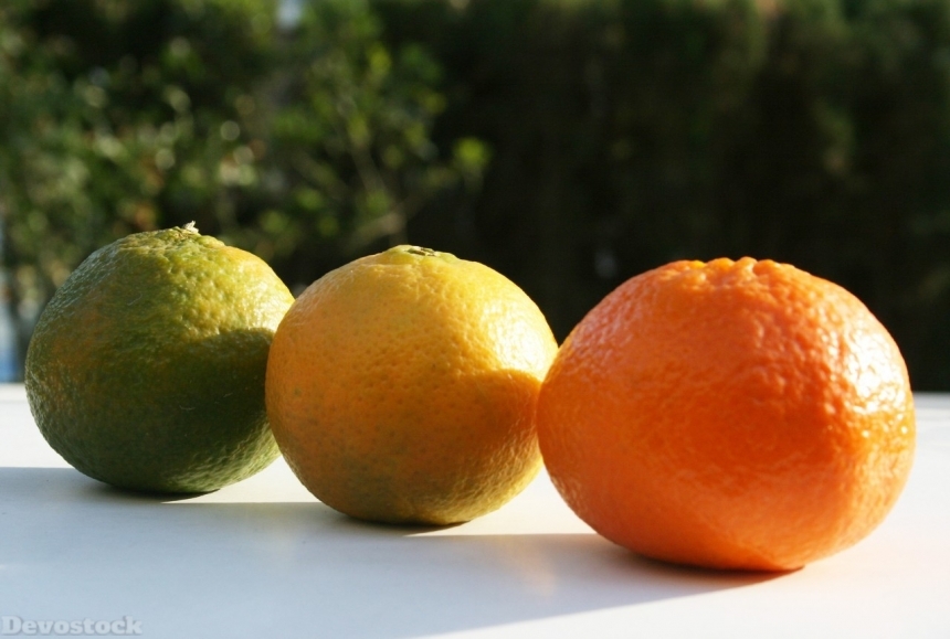 Devostock Orange fruit  (438)