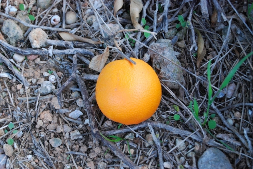 Devostock Orange fruit  (441)