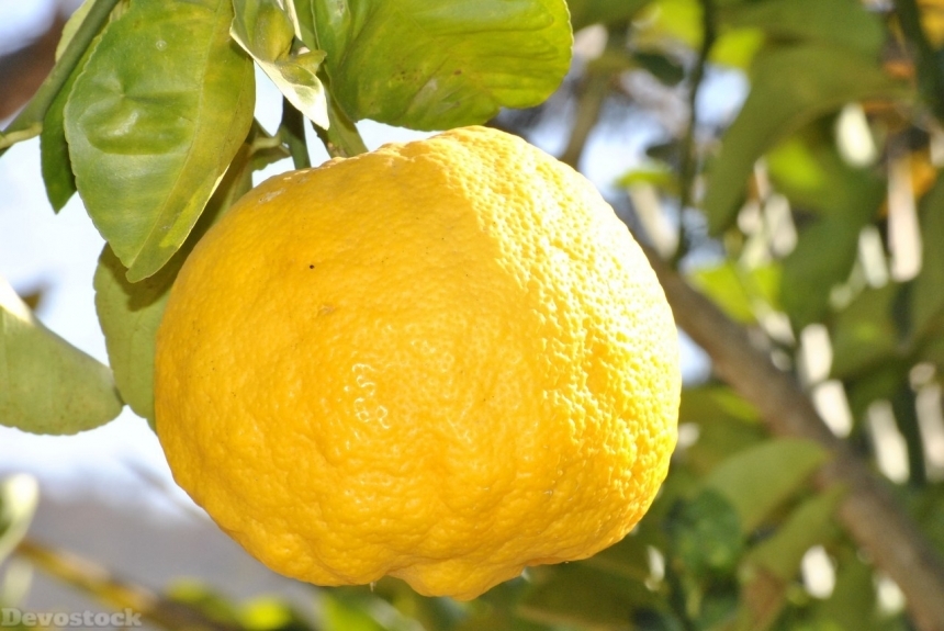 Devostock Orange fruit  (470)