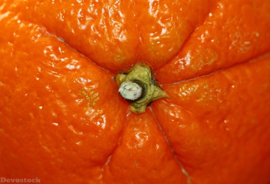 Devostock Orange fruit  (480)