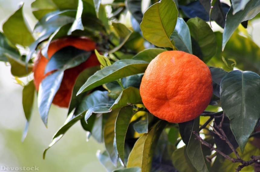 Devostock Orange fruit  (482)