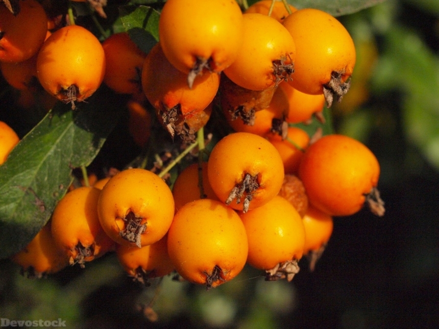 Devostock Orange fruit  (485)