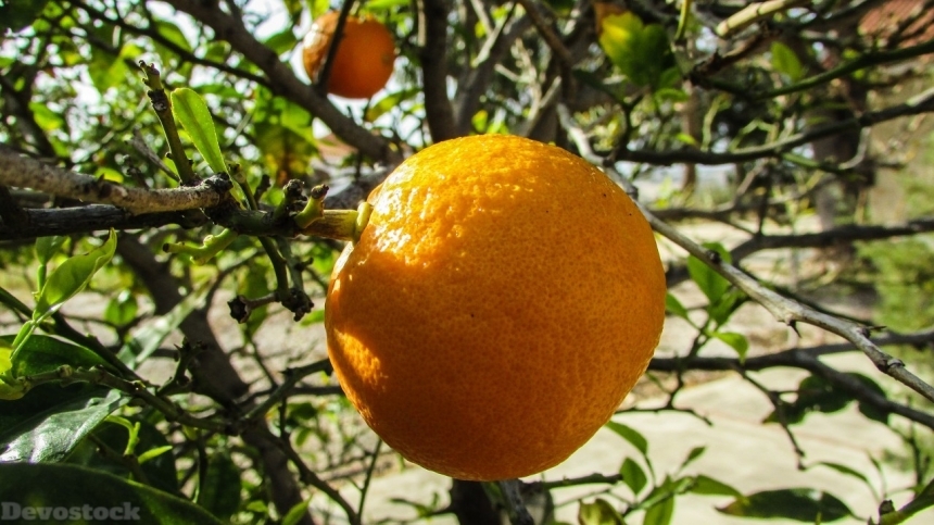Devostock Orange fruit  (486)