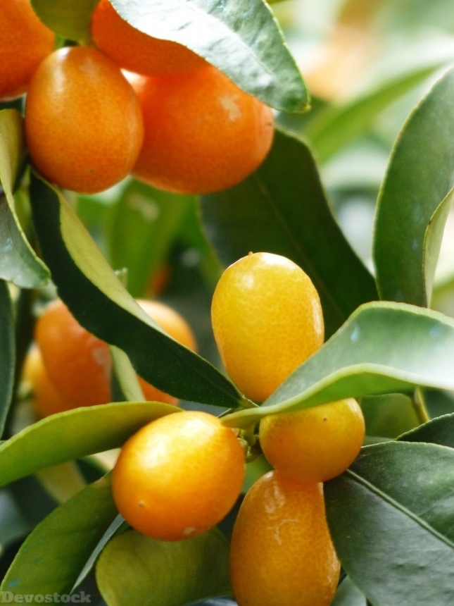 Devostock Orange fruit  (489)
