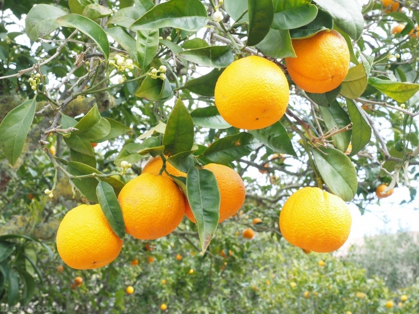 Devostock Orange fruit  (54)