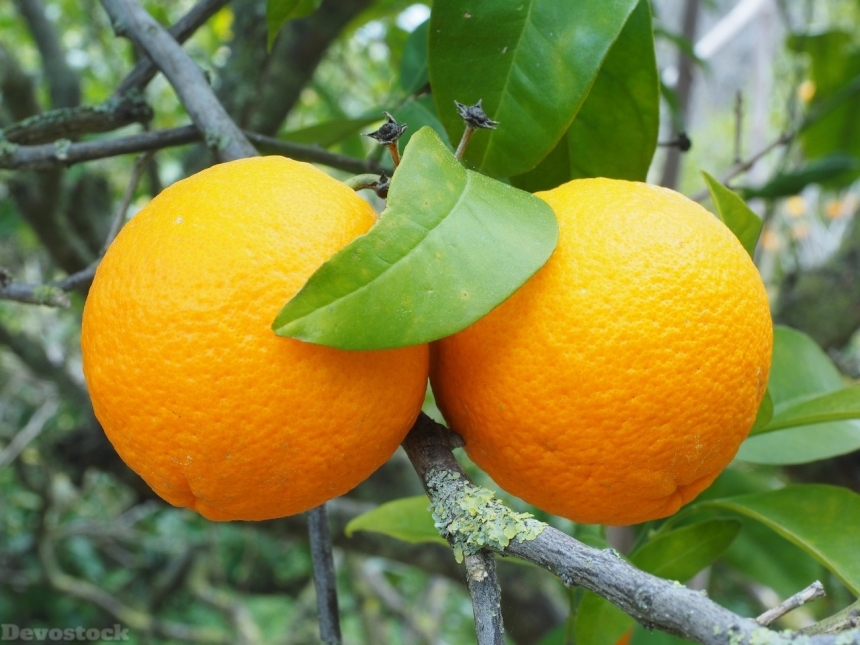 Devostock Orange fruit  (55)