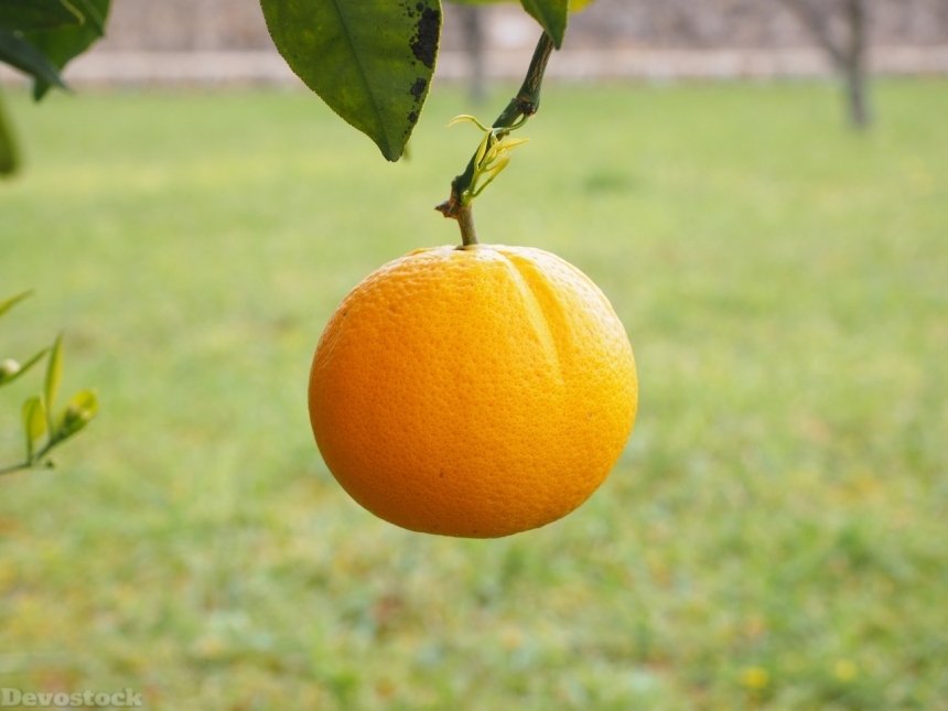 Devostock Orange fruit  (56)